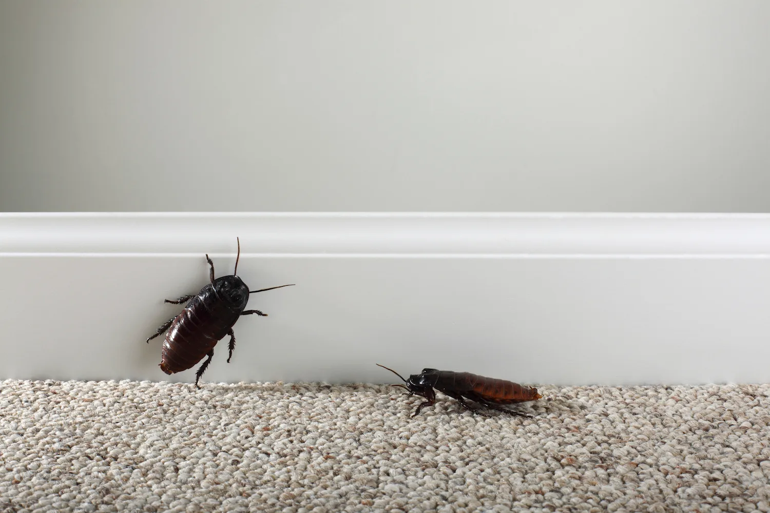 cockroach repellent 2