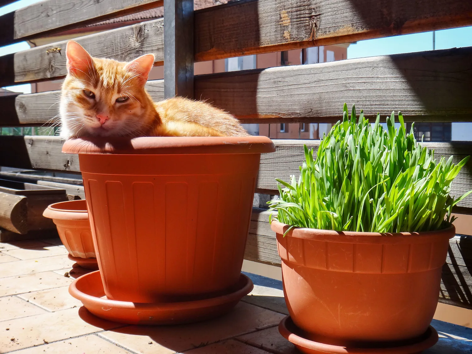 catnip can kill cockroaches
