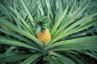 How to grow your own pineapple – it’s so easy!