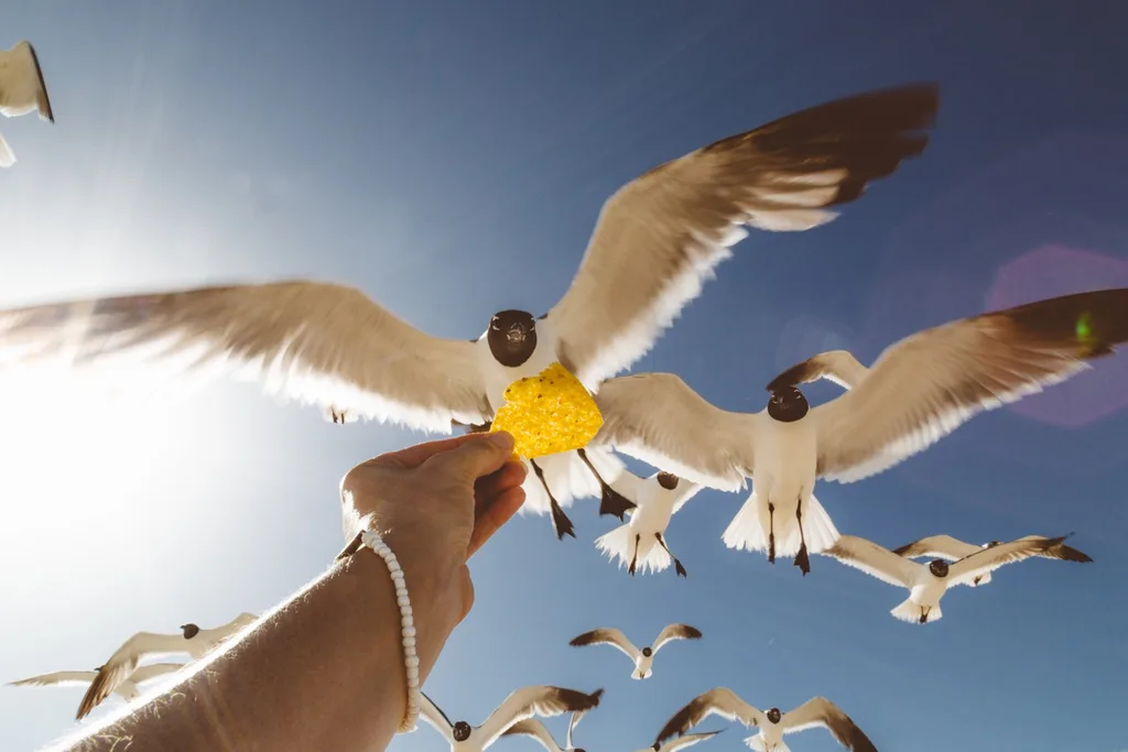 bird feeding