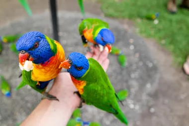 Is it illegal to feed wild birds in Australia?
