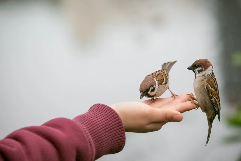 bird feeding
