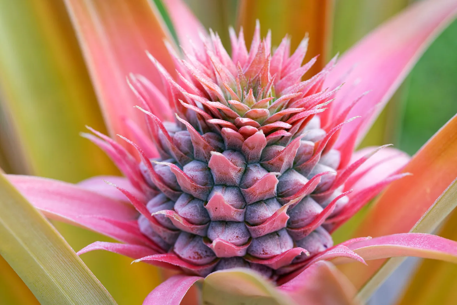 grow a pineapple top
