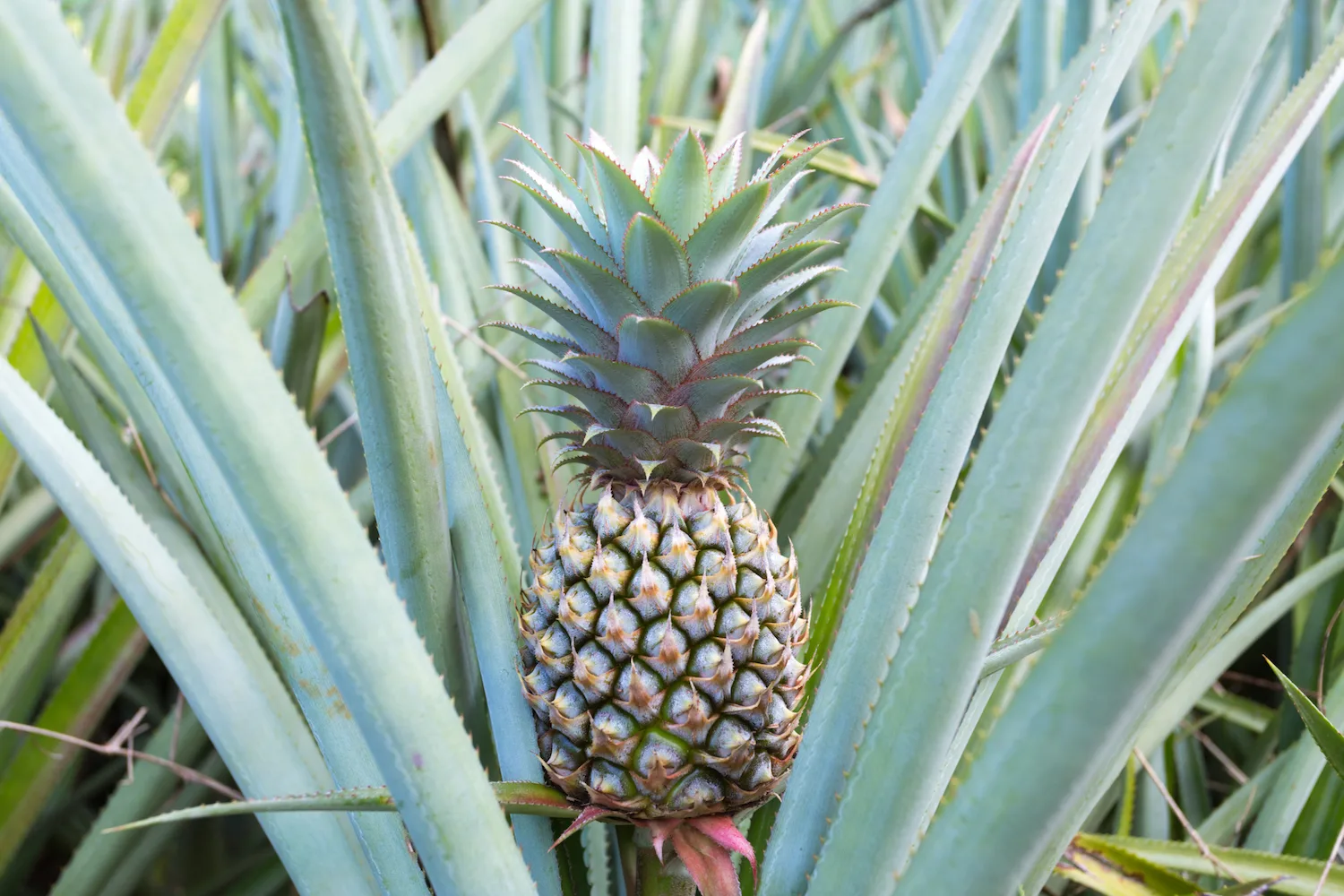pineapple growing