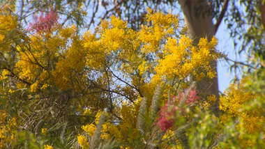 Wattle we do?
