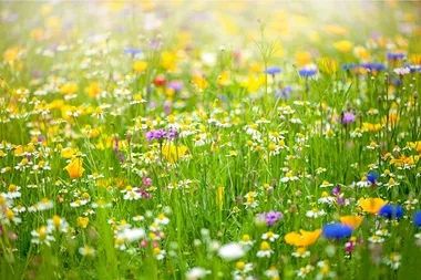 Why you shouldn’t blame flowers for hay fever
