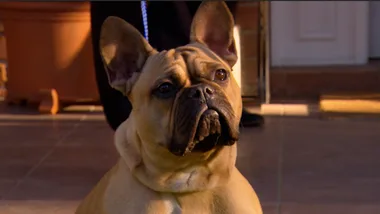 Excitable French Piddler