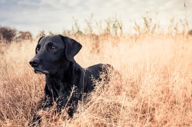 Doggy dementia is now a very real thing