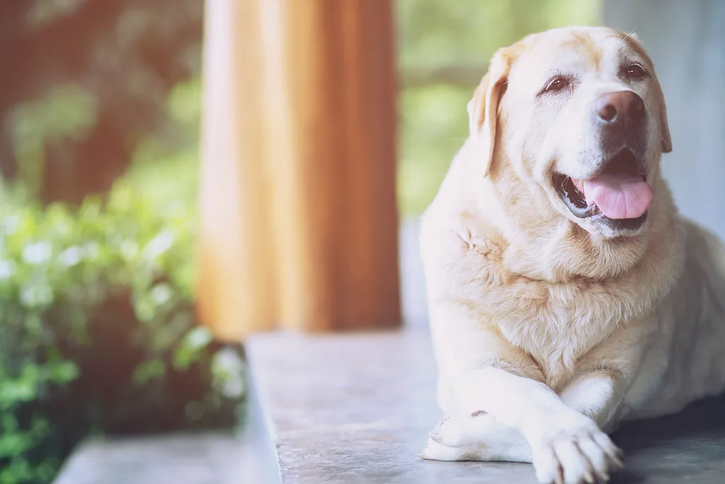 old golden labrador