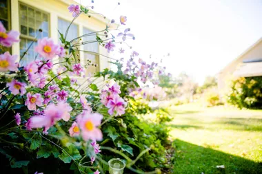 The big spring weed and feed plus lawn TLC