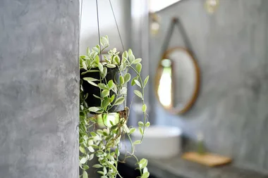 How to make plants work in your bathroom
