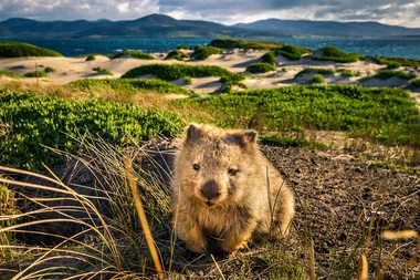 The adorable reason you need to visit Maria Island