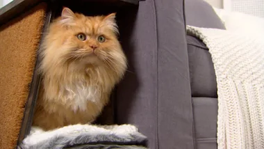 Furniture with cat-titude