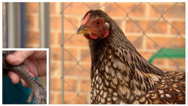 Scaly Leg Chooks