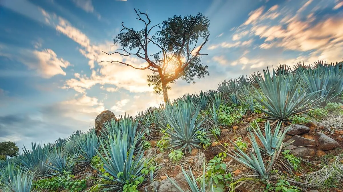 Blue Agave Ayotlan tree