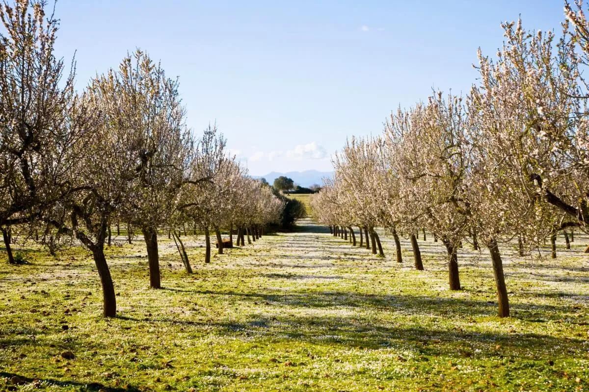 Rows of pruned cherry trees