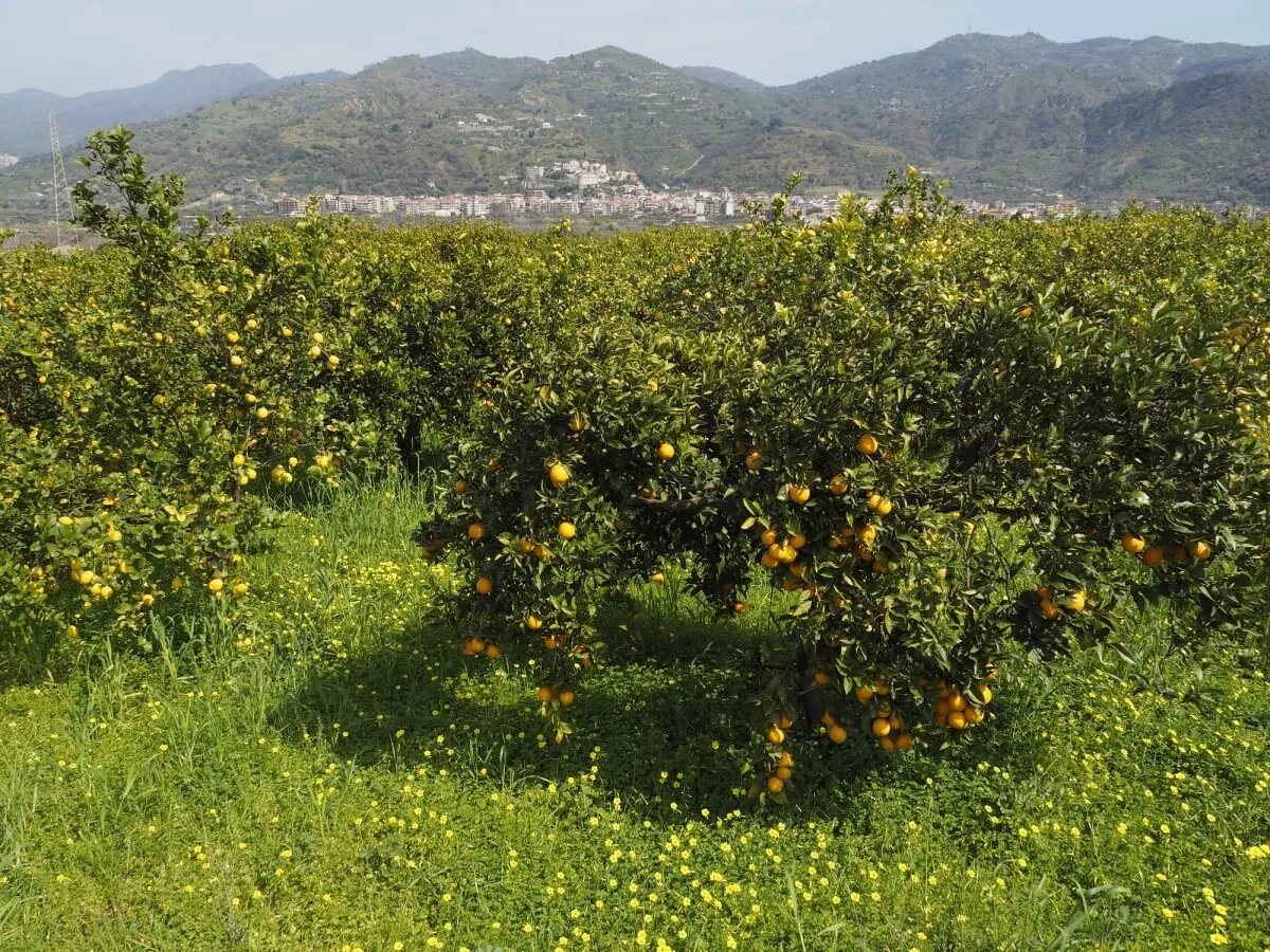 Rows of unpruned, natural lemon trees