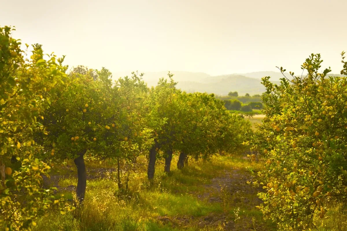 Pruned lemon trees at sunset