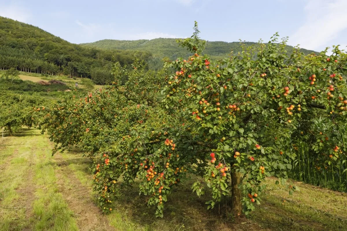 Unpruned apricot trees in orchid