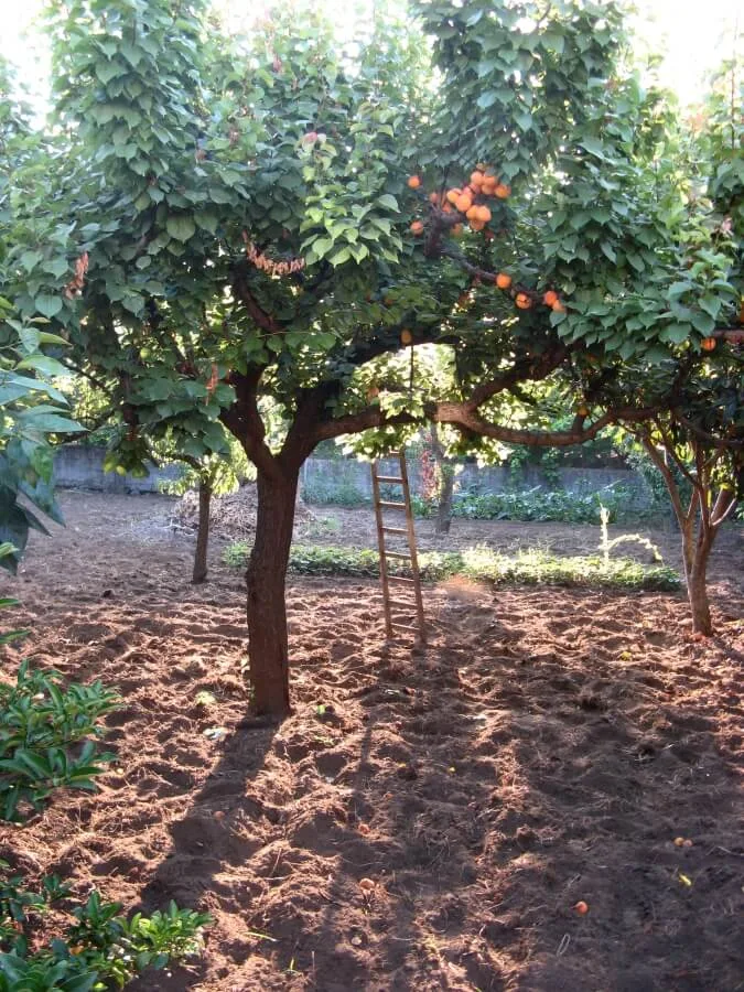 A pruned apricot tree with a ladder leaning against the trunk