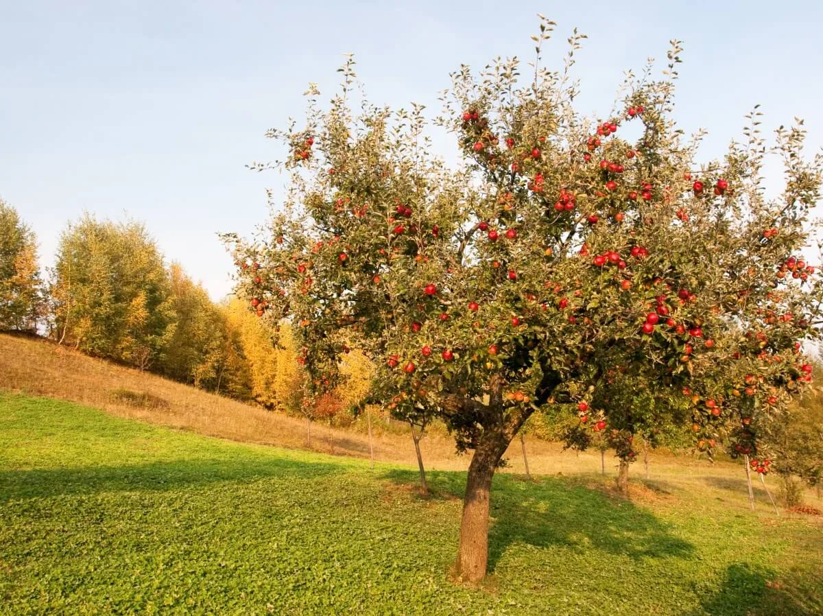 A pruned apple tree on a grassy orchid