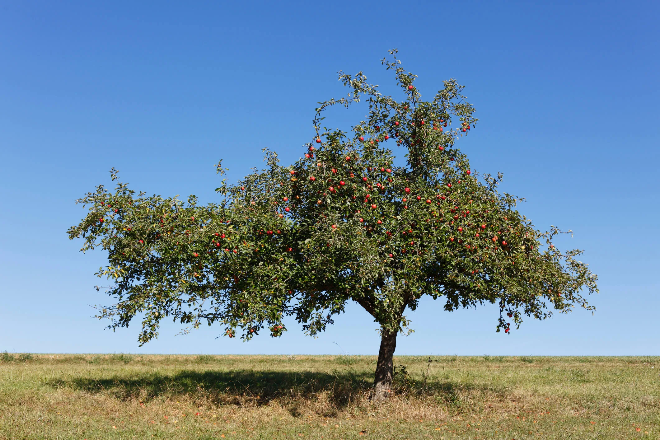 Natural apple tree with a blue sky