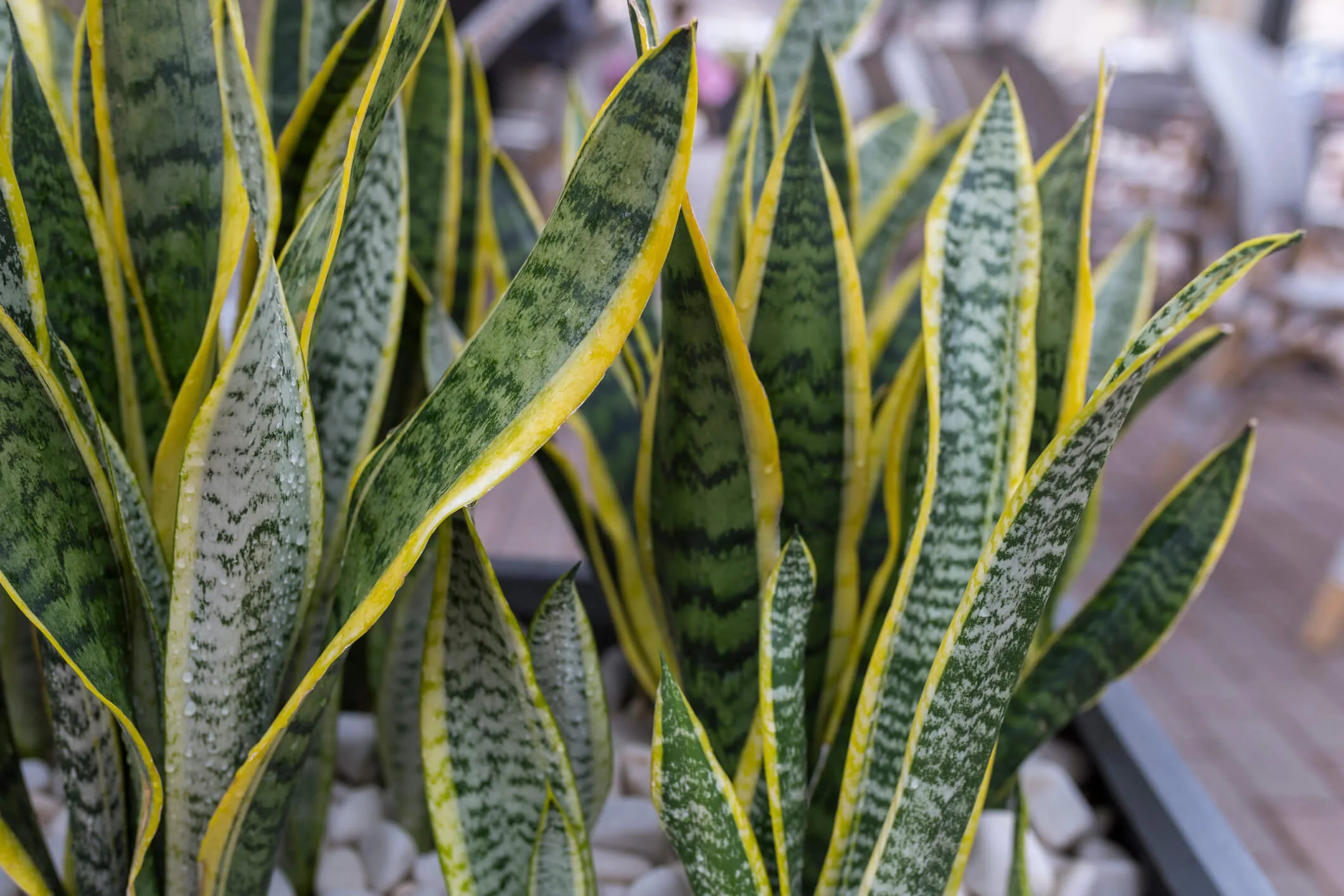 A close up of Sansevieria (Snake Plant)