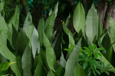 How to care for a snake plant