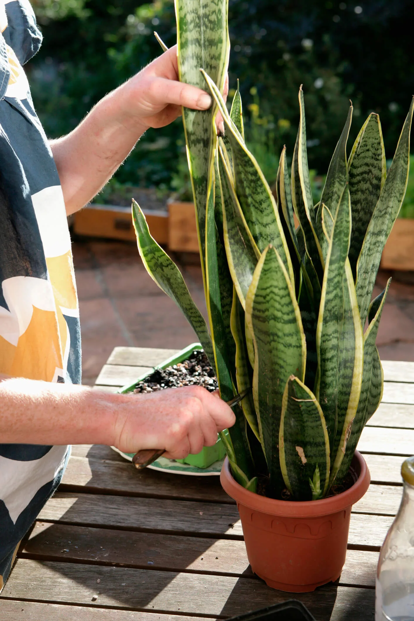 A gardener propagating a snake plant