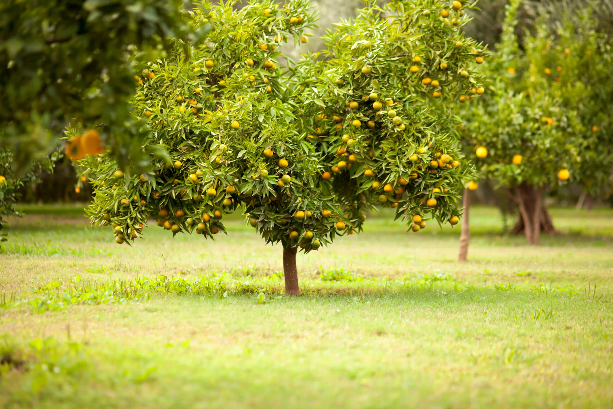 Rows of lemon trees in a green orchid.