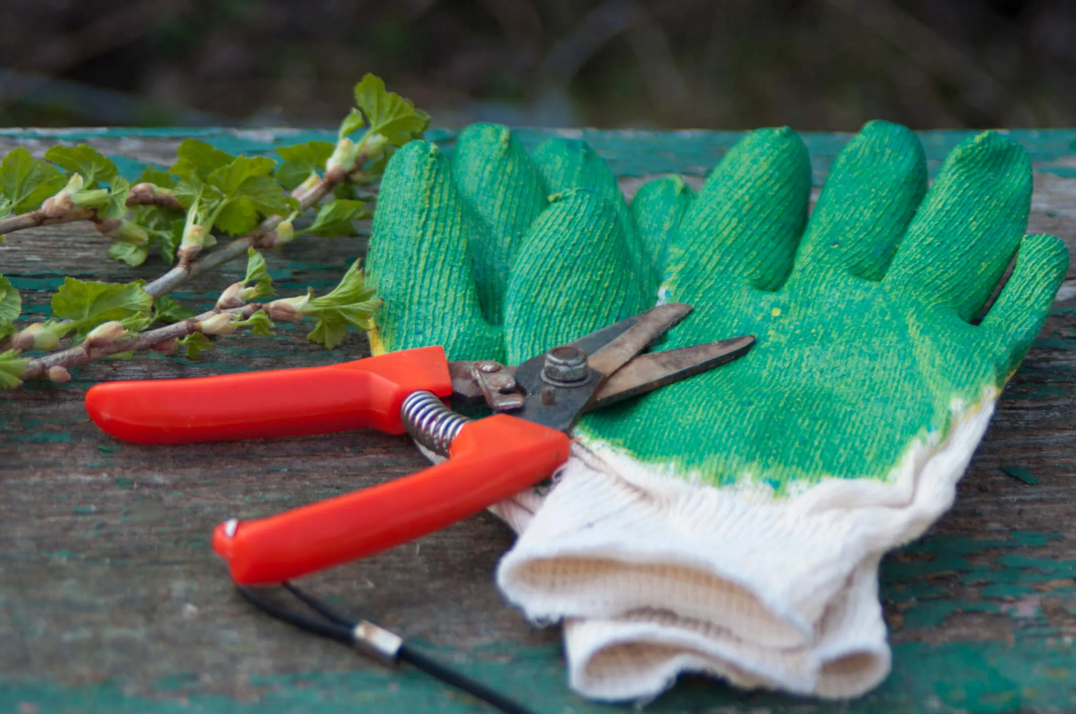 Gardening gloves and pruning shears are essentials for pruning lemon trees.