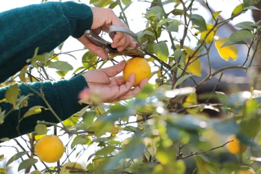 How to prune a lemon tree