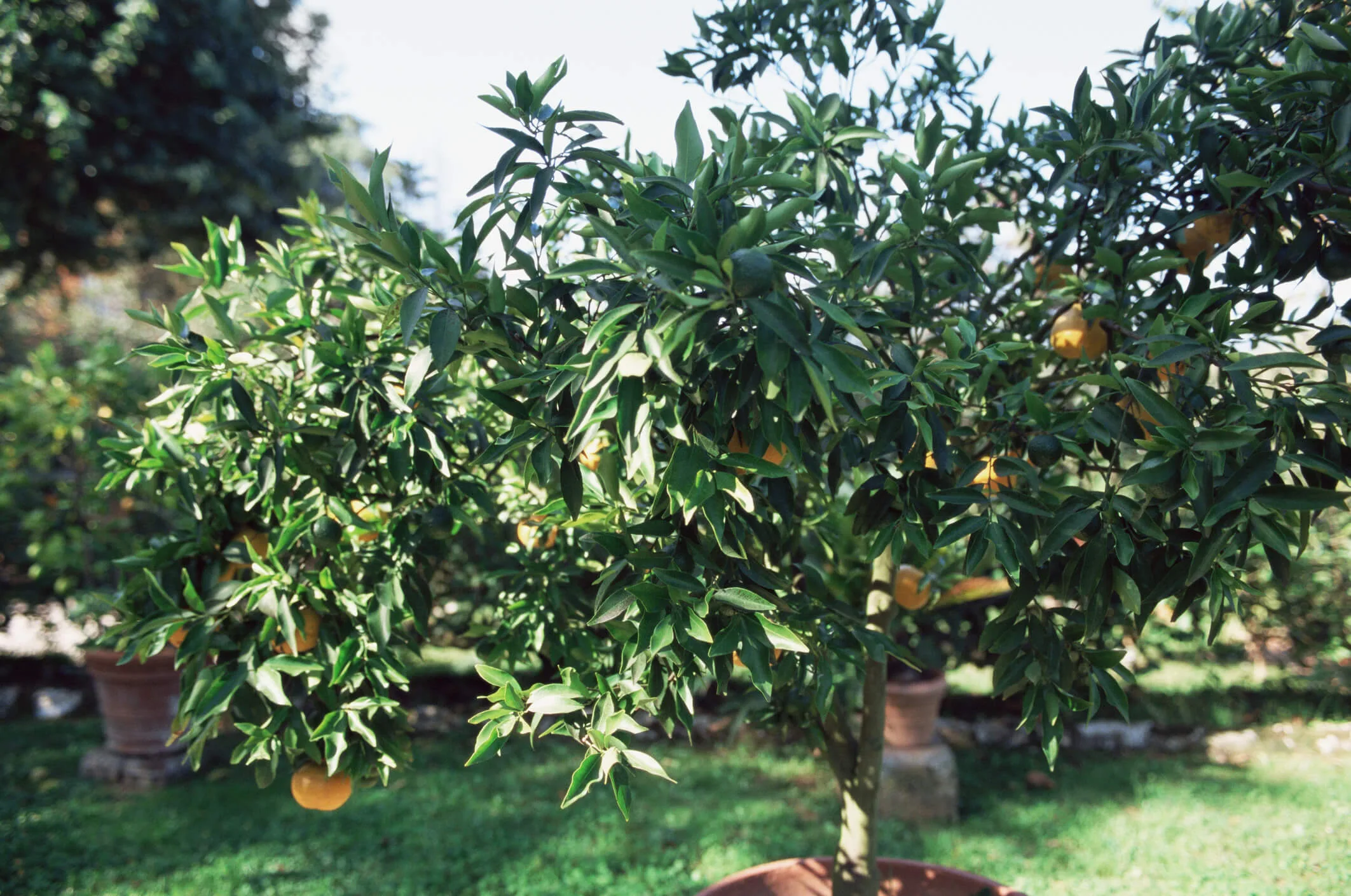 An unpruned lemon tree is easier to maintain in a pot, but it's still important to know when and how to prune.