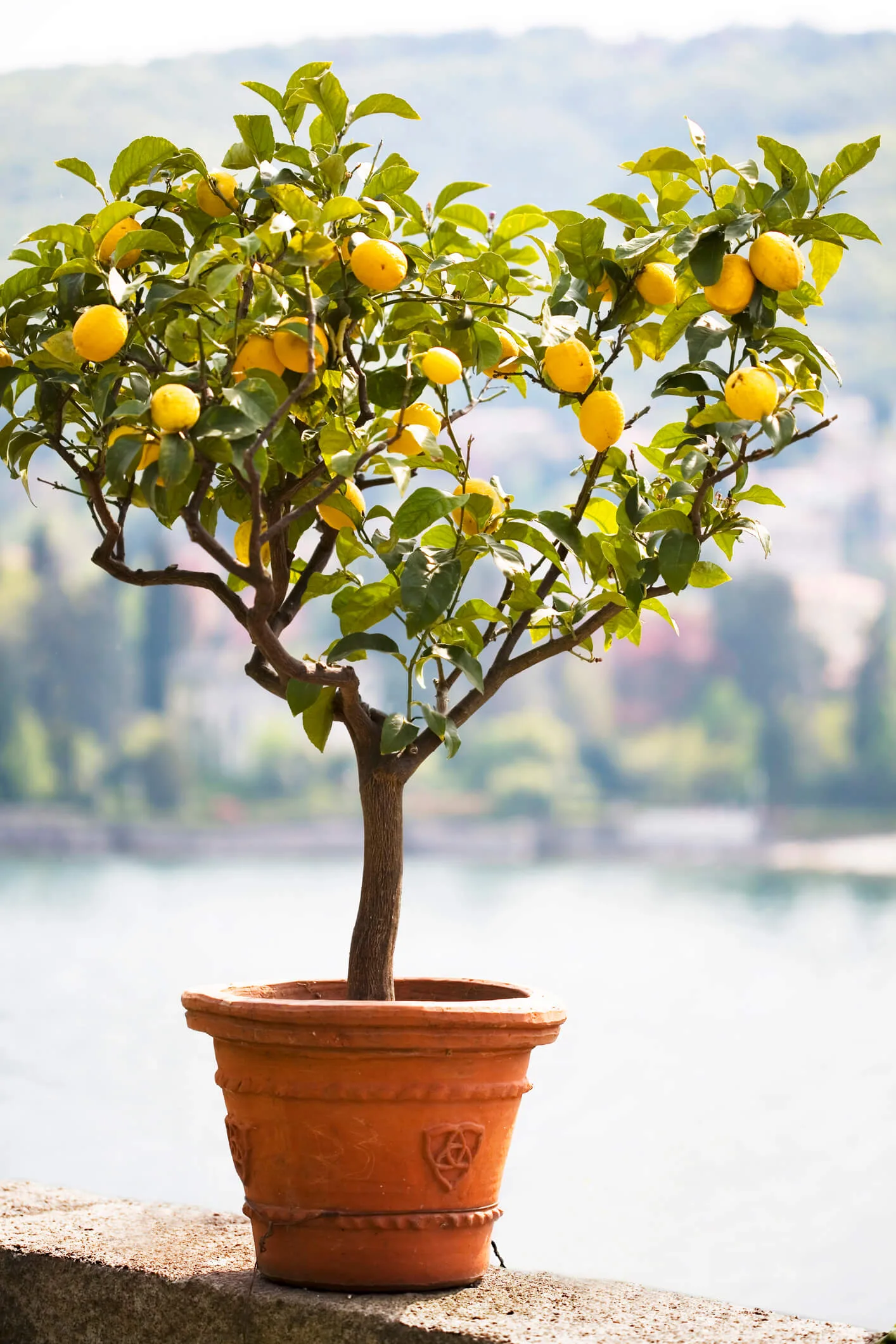 A pruned, healthy lemon tree looks great and produces better fruit.