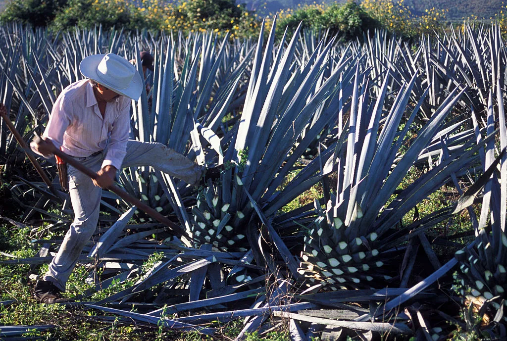 Blue agave pine-cone harvesting