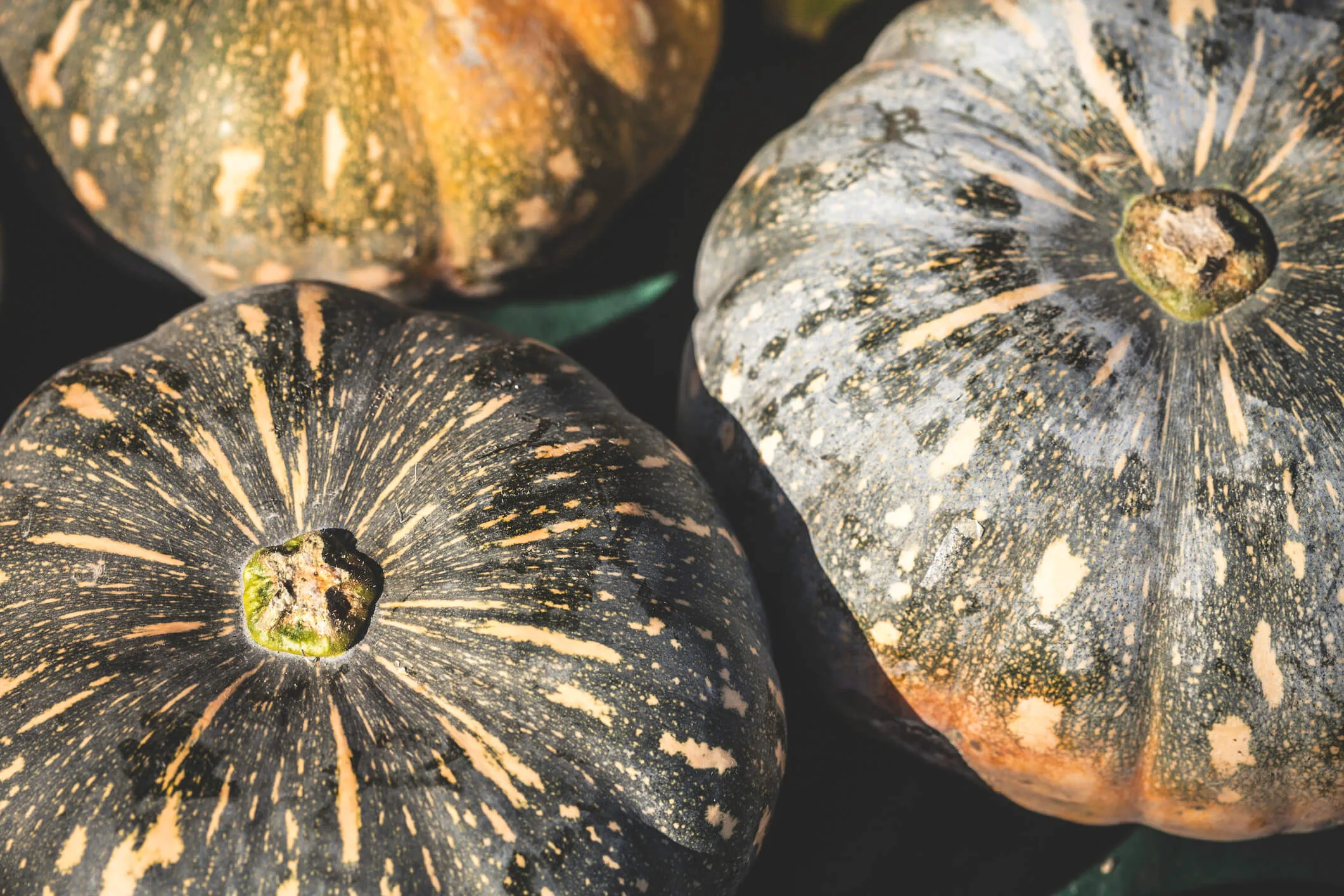 There are plenty of different types of pumpkins and squash you can grow or buy in Australia, but you'll often find just two or three in supermarkets depending on the season.