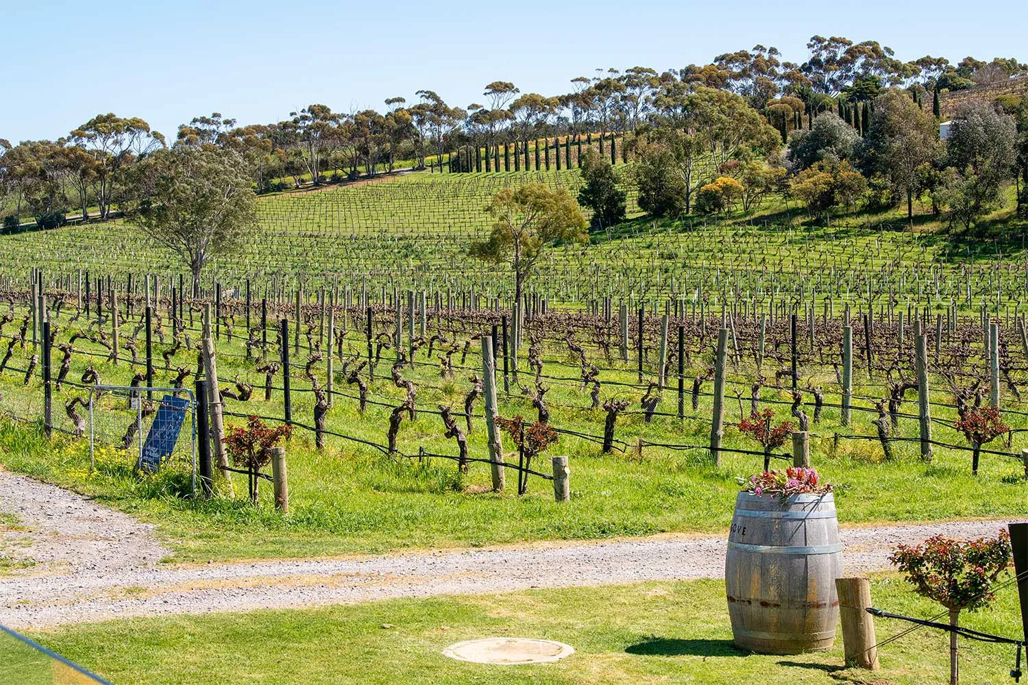 Angove organic wine