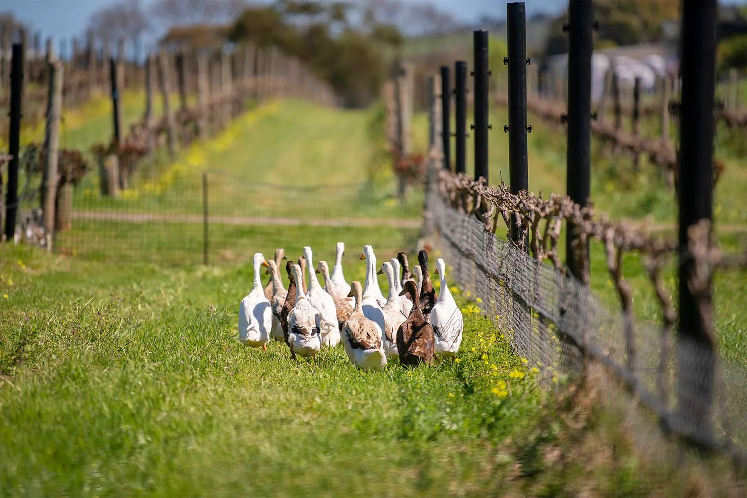 Angove organic wine