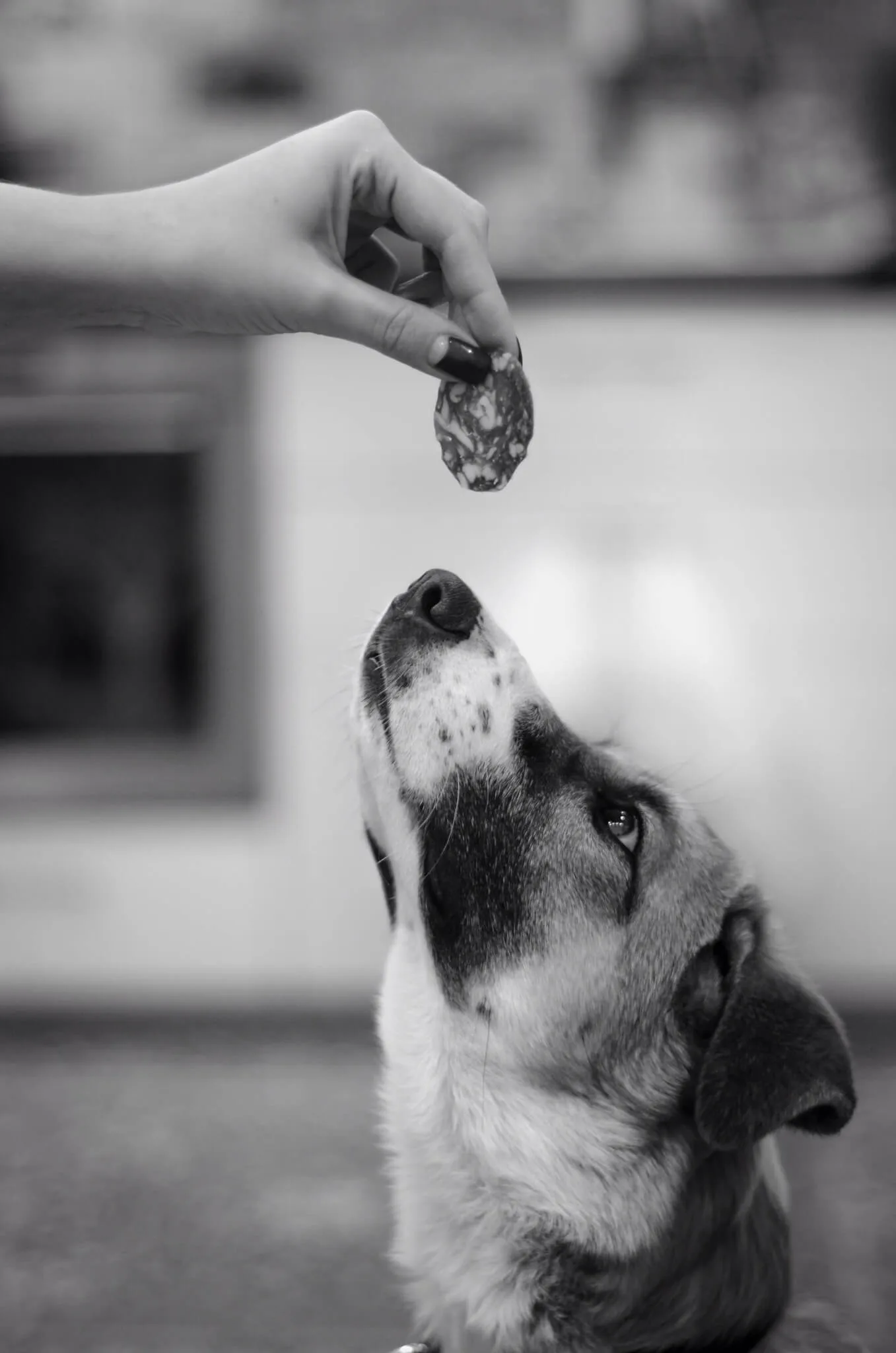 A black and white photo of a dog eating a piece of chorizo