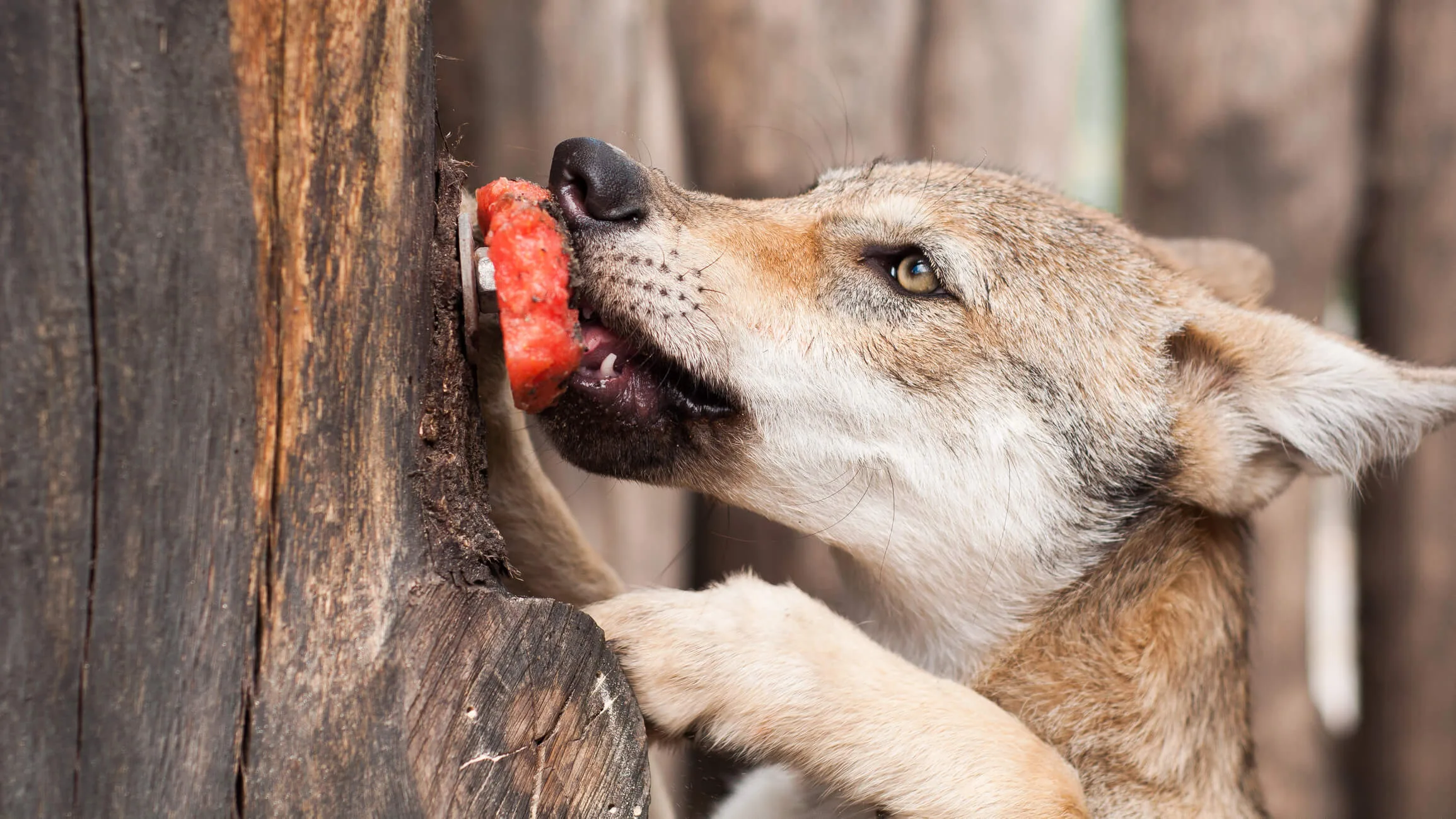 Dog eating a piece of meat