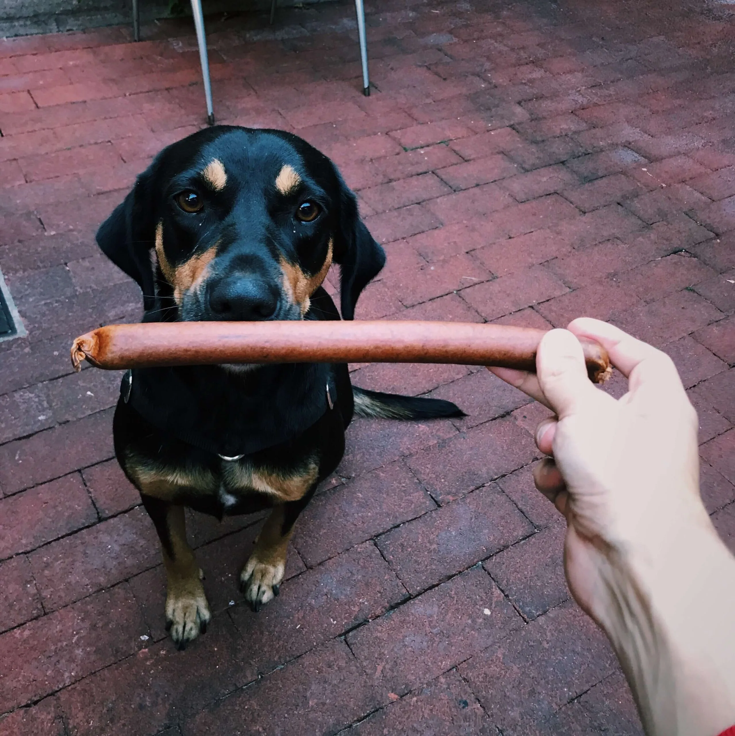 A dog eating a sausage