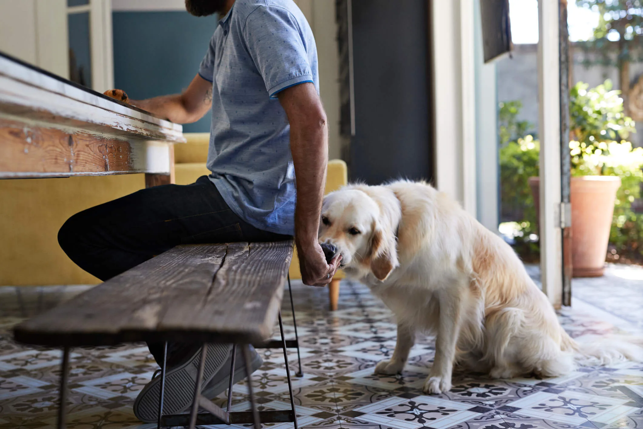 Dog eating out of a guy's hand while he sits at the table