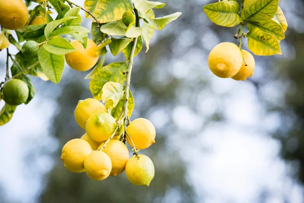 A branch of lemons on a tree