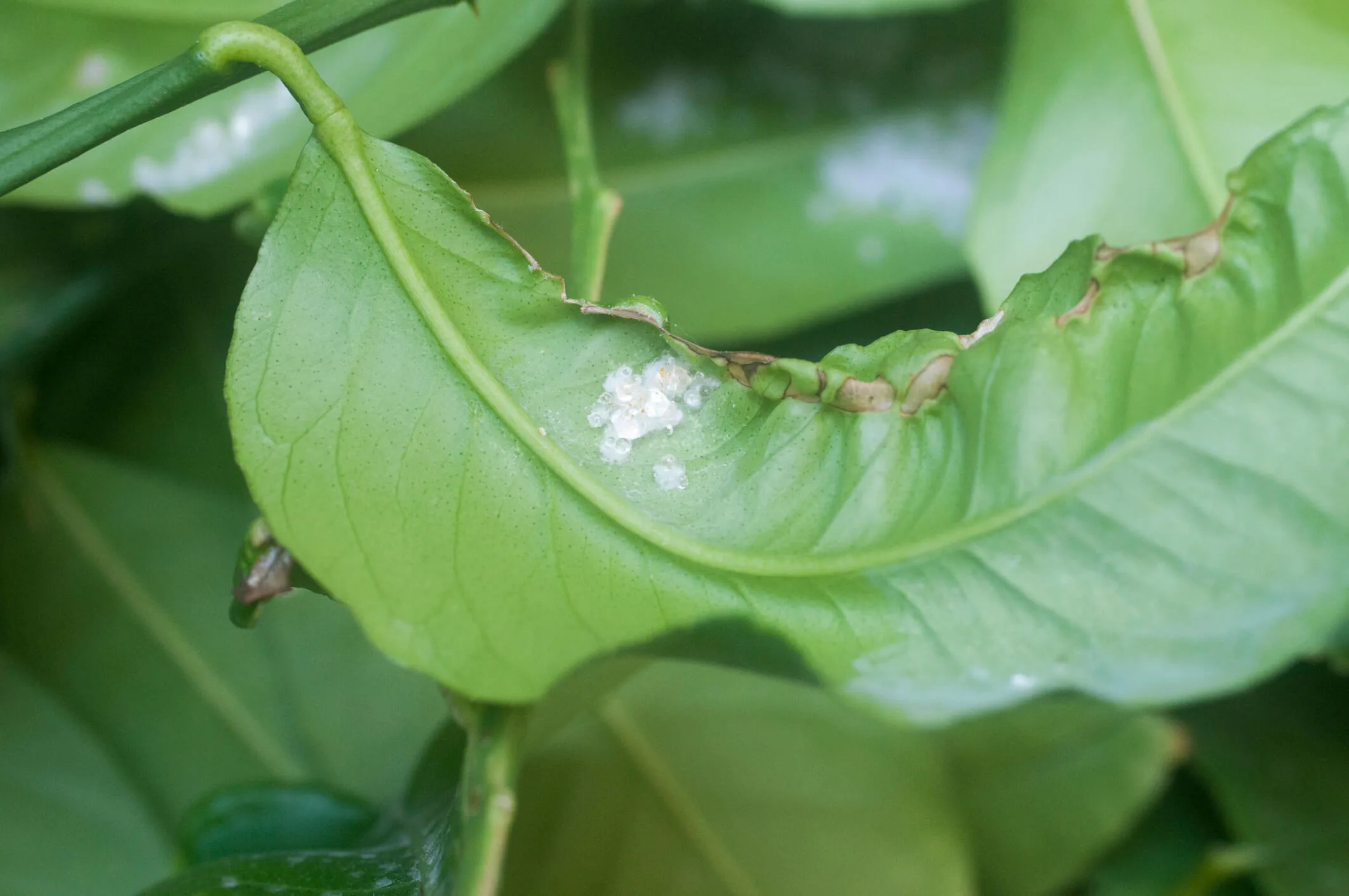 Check your lemon tree for signs of pests if it's got curling or yellow leaves.