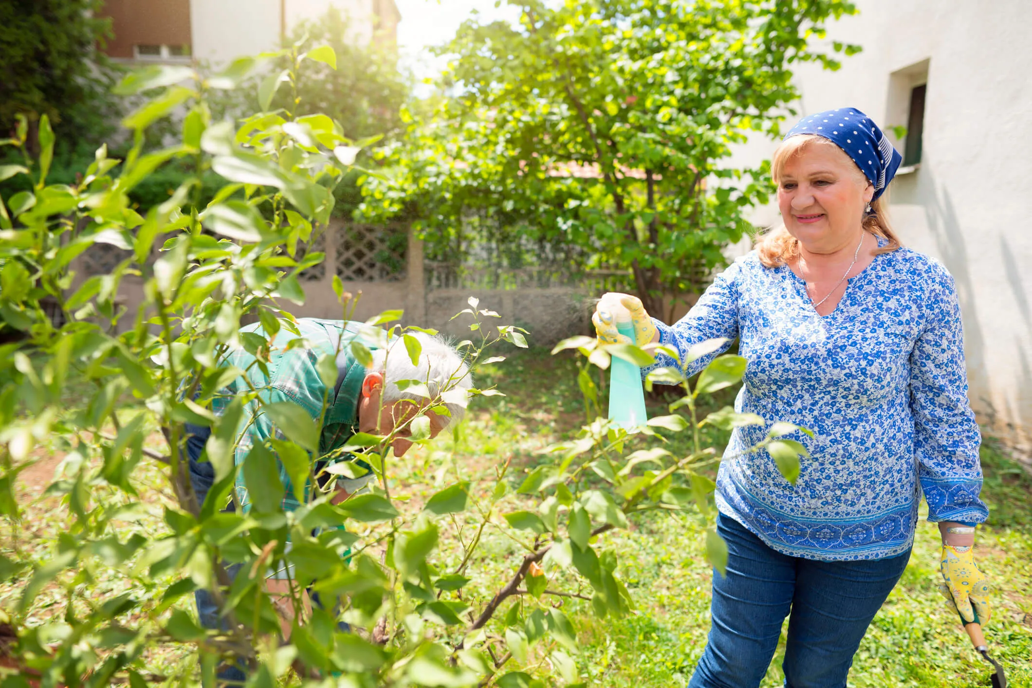 Spraying your lemon tree with a natural pest treatment can help keep it healthy.