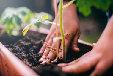 How to use Epsom salt for plants and gardens