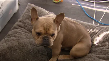 Yowling Frenchie