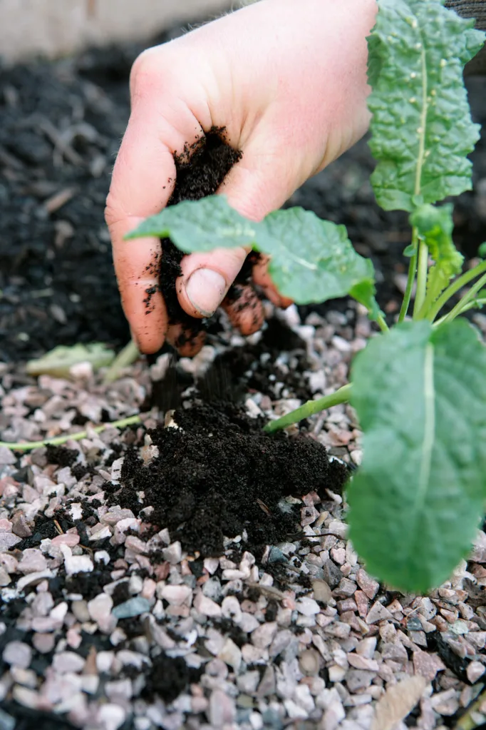 Coffee fertilizer on a small plant