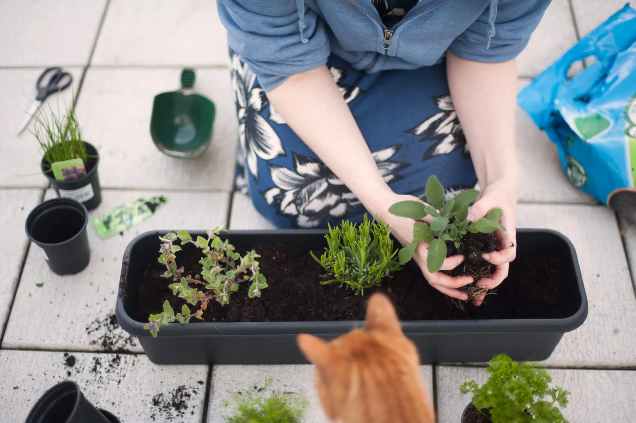 Woman planting herbs in a planter box