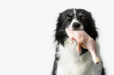 Can you feed your dog raw chicken?